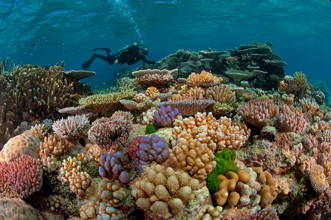 Scuba Diving Full Day Boat Trip for Beginners With Lunch & Transfer – Hurghada - Good To Know