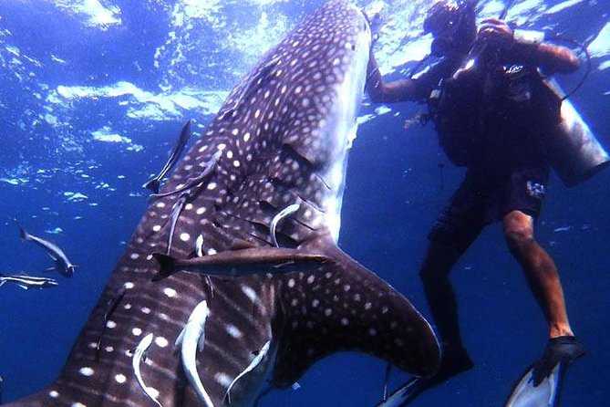 Scuba Diving in Fujairah