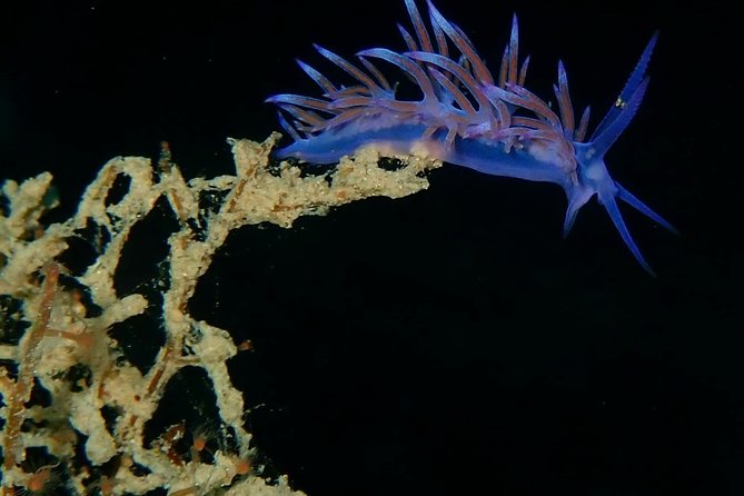2 Best Scuba Diving Experiences In Naxos