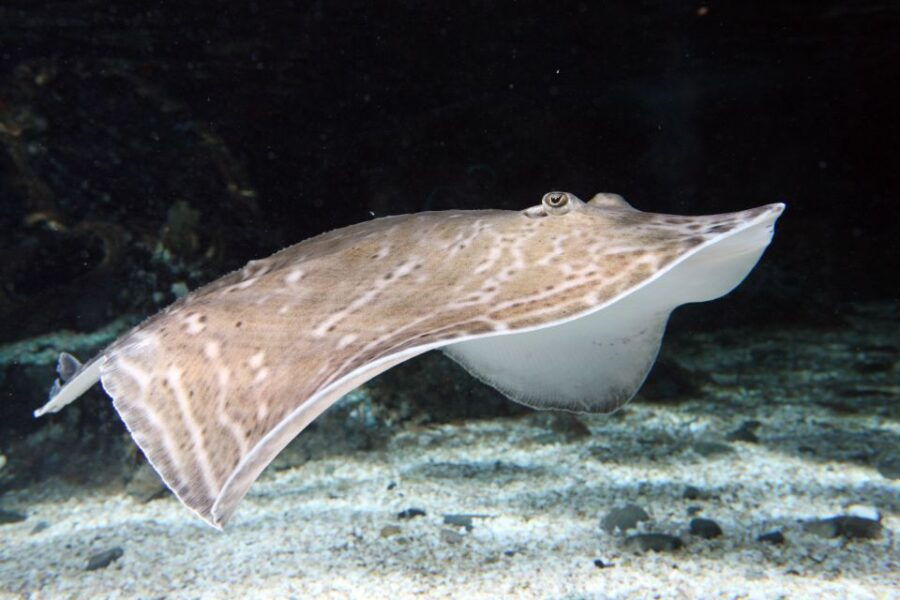 SEA LIFE Great Yarmouth - Good To Know