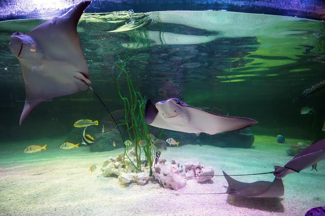 SEA LIFE Loch Lomond General Admission Ticket - Select Date and Travelers