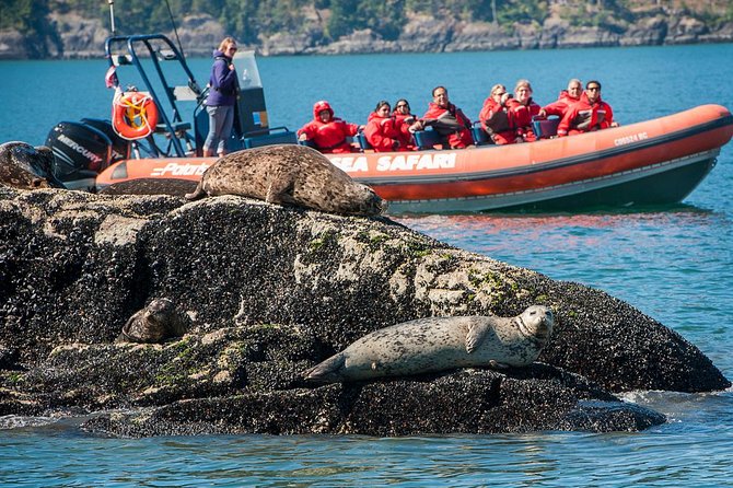 Sea Safari Tour From Vancouver