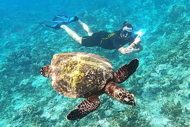 Sea Scooter Snorkel Tour - Reef Adventure With Turtles, Rays and Sharks - Good To Know