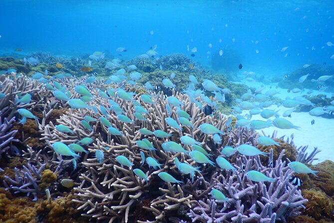 Sea Turtle Snorkel at Kerama Islands and Zamami Island