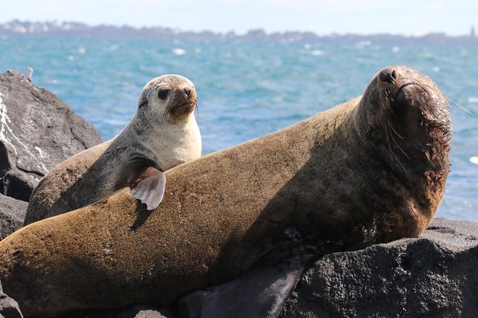Seal and Dolphin Watching Eco Boat Cruise Mornington Peninsula