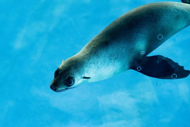 Seal Experience at Melbourne Zoo - General Admission Information