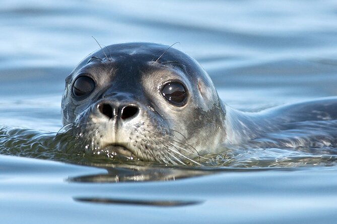 Seal Watch Boat Tours - Pictou NS