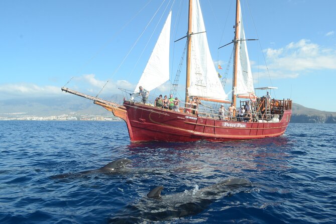 Sealife Dolphin & Whale Watching Aboard Portuguese Schooner - Good To Know