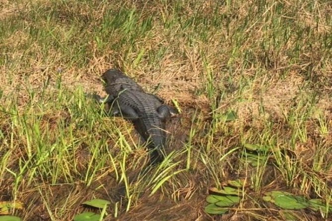 Semi-Private 1-Hour Airboat Tour of Miami Everglades - Good To Know