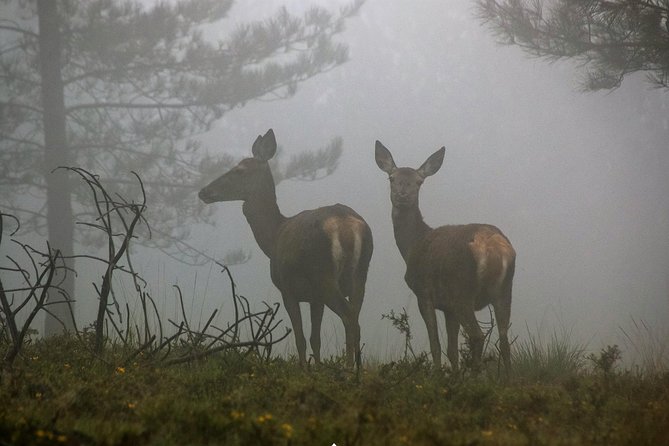 Serra Da Lousã Private Half- or Full-Day Tour From Coimbra - Good To Know