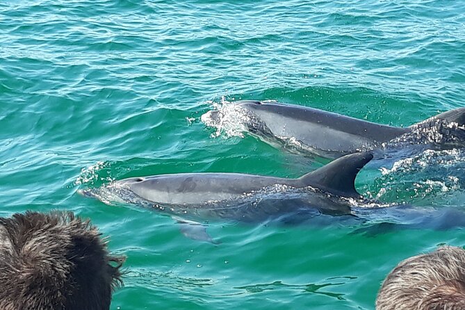 Setubal Portugal Sightseeing Boat Tour With Dolphins  - Setubal District - Pricing and Booking