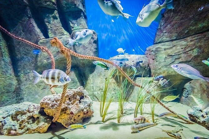 Seville Aquarium Admission Ticket - Good To Know