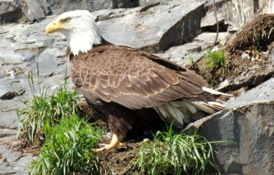 Seward: Spring Wildlife Guided Cruise With Coffee and Tea - Good To Know