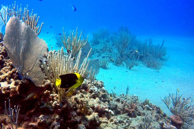 Shared 2 Hours Sosúa Bay Snorkeling With Professional Guide - Good To Know
