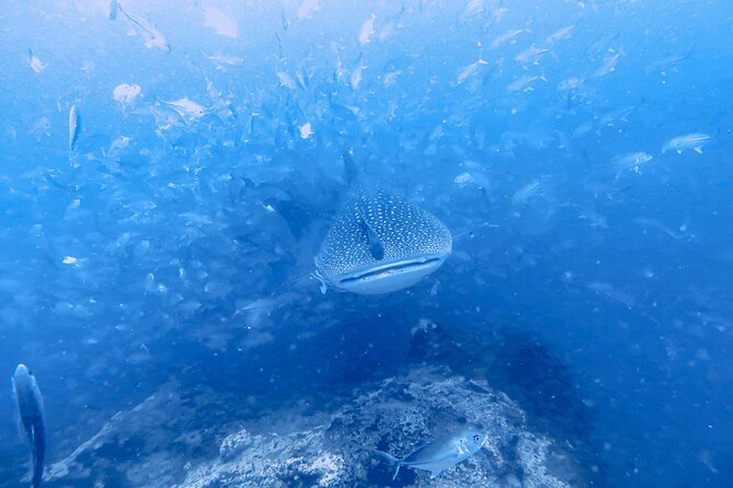 Shared Diving Experience in Sail Rock