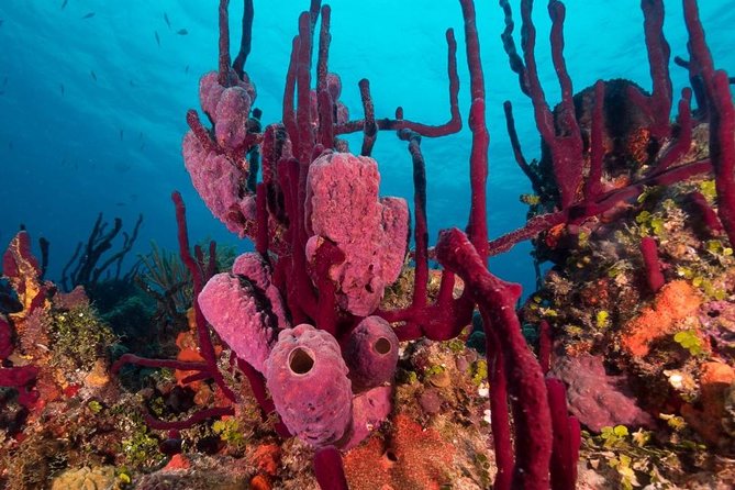 Shared Snorkeling Half-Day Tour in Punta Cana - Cancellation Policy Details