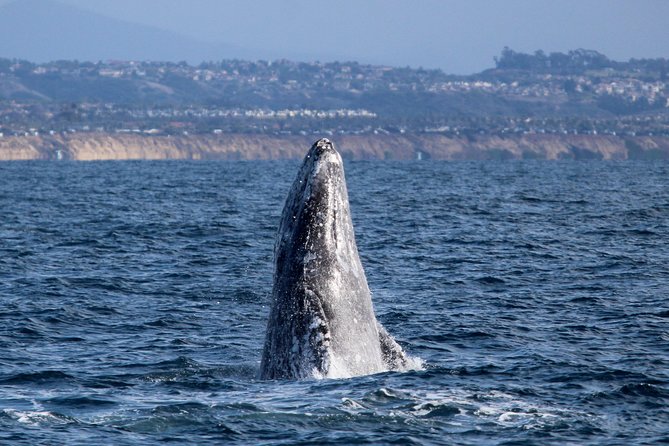 Shared Two-Hour Whale Watching Tour From Oceanside