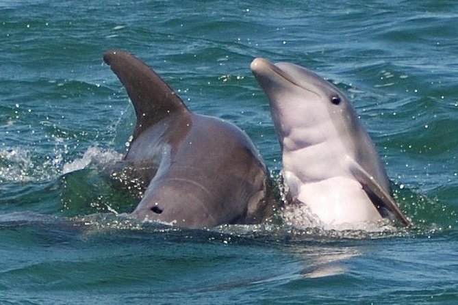 Shark and Wildlife Viewing Adventure in Key West - Good To Know