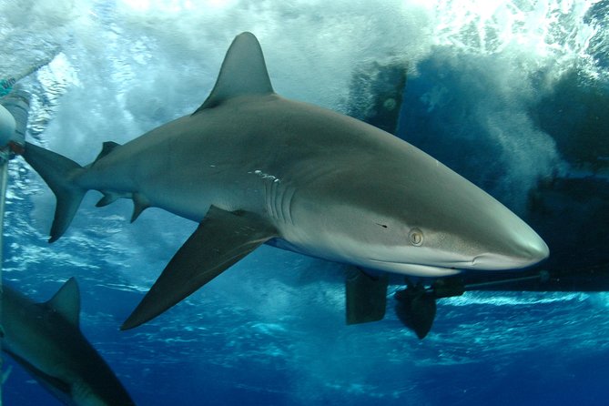 Shark Cage Diving In Oahu - Good To Know