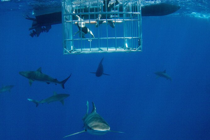 Shark Cage Diving On "The World Famous North Shore of Oahu", Hawaii - Good To Know