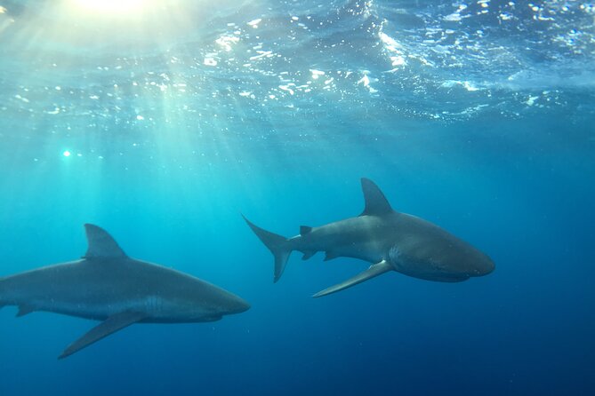 Shark Dive Tour Oahu North Shore