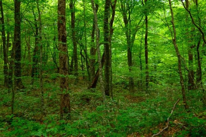 Shirakami-Sanchi: Private Day Hiking Tour  – Aomori Prefecture