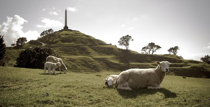 Shore Excursion: Half-Day Auckland Volcanoes Tour - Good To Know