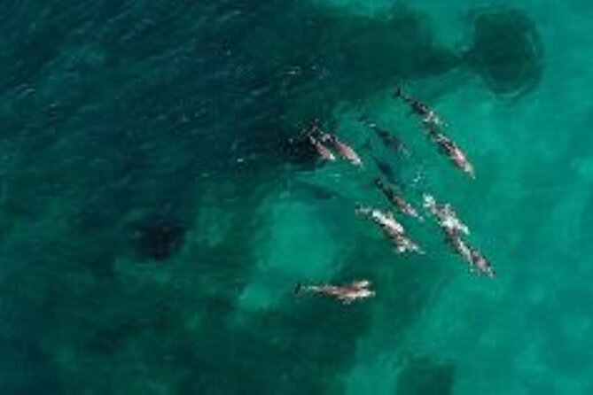 Short Shoalwater Snorkeling Experience  – Perth