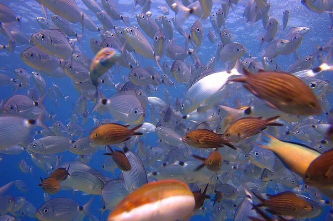 Side: Scuba Diving in Underwater Museum Experience With Certified Guide - Good To Know