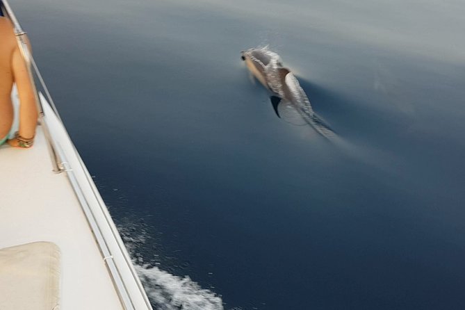 Sighting Dolphin Trip Estepona, Marbella - Pricing and Booking Information