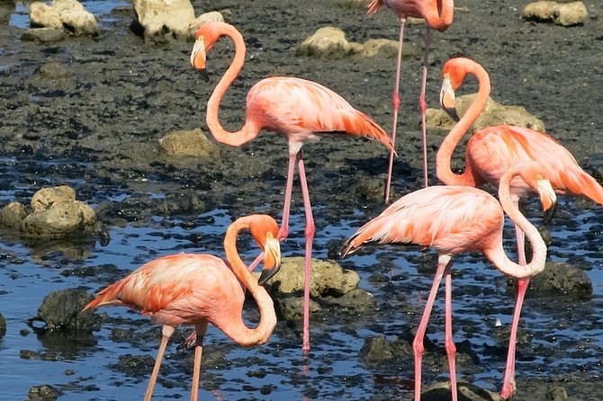 Sightseeing and Snorkeling Tour in Bonaire - Kralendijk