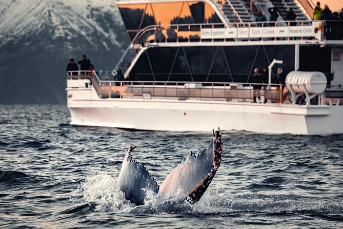 Silent Whale Watching - Good To Know