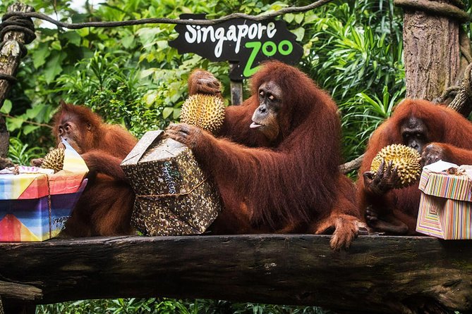 Singapore Zoo & River Wonder Day Ticket & Transfer - Pick-up and Drop-off Information