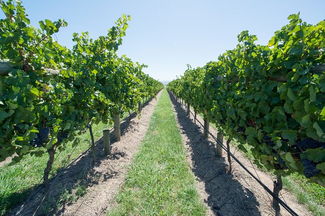Sip and Savor: Private Yarra Valley Wine Tour From Melbourne