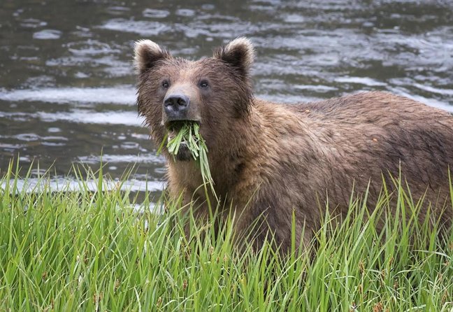 Sitka Sightseeing Tour Including Fortress of the Bear and Totem Poles