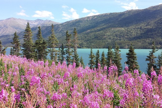 Skagway Shore Excursion: Half-Day Tour to the Yukon Border and Suspension Bridge - Good To Know