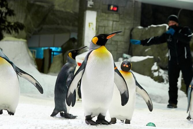 Ski Dubai Indoor Ski Resort - Snow Plus With Transfers Option - Price and Booking Options