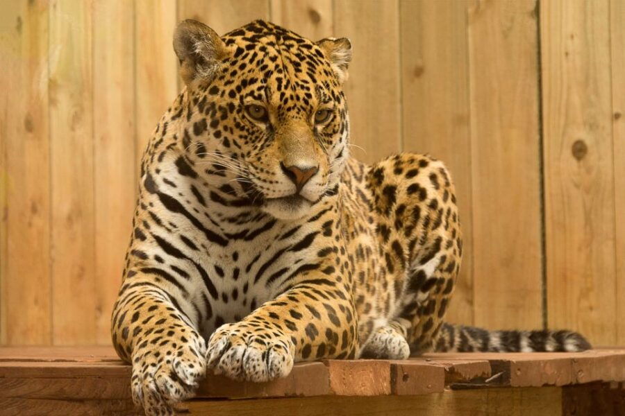 Skip The Line Access: Panna National Park Jungle Safari
