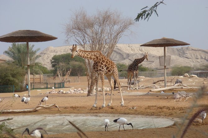 Skip the Line: Al Ain Zoo & Entry Ticket to Al Ain Wildlife Park & Resort