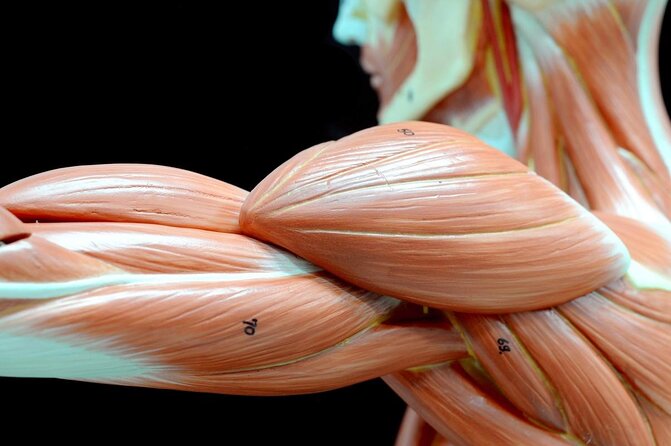 Skip the Line: Body Worlds Amsterdam Ticket - Good To Know