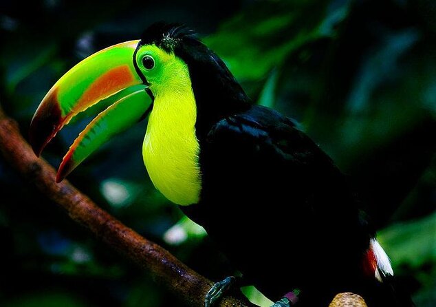 Skip the Line: Daily Admission at Woodland Park Zoo Ticket - Good To Know