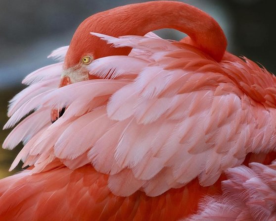 Skip the Line: Flamingo Gardens Admission Ticket in Fort Lauderdale - Good To Know