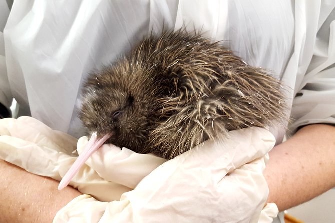 Skip the Line: Franz Josef Wildlife Center Ticket With Optional Backstage Pass