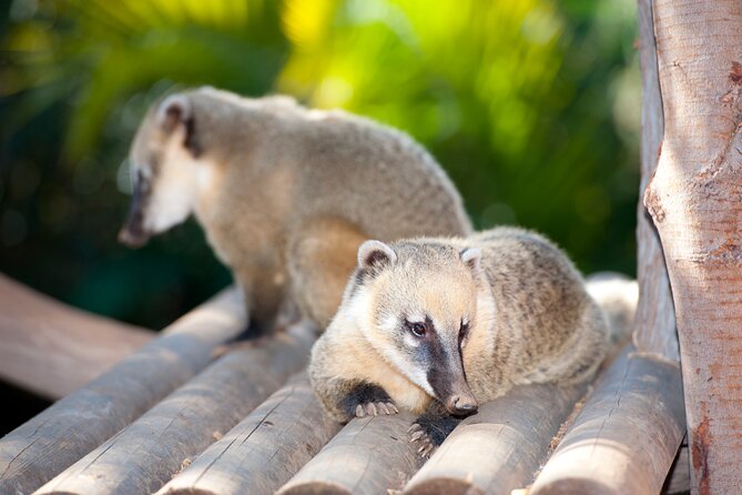 Skip the Line: Jungle Park Tenerife Entrance Ticket - Cancellation Policy