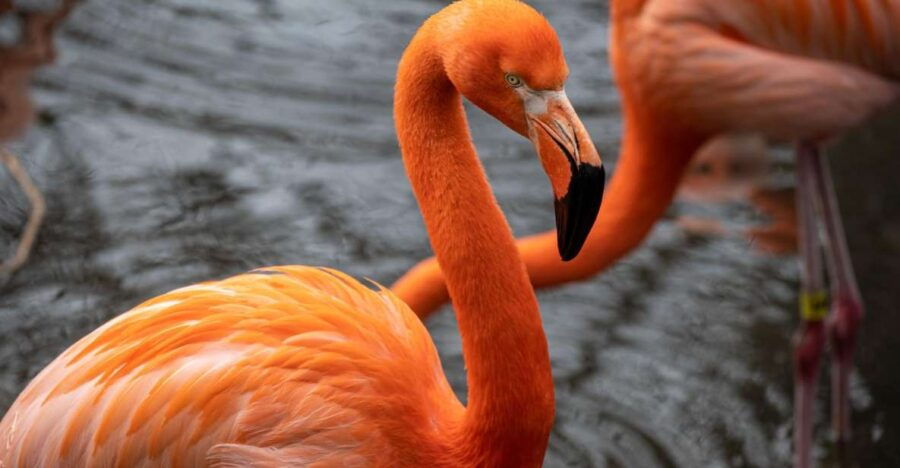 Skip-The-Line Tickets to Bronx Zoo With Private Transfers - Good To Know