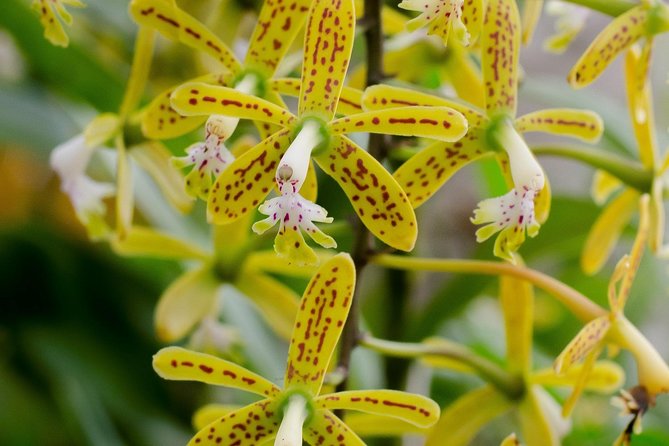Skip the Line: Vallarta Botanical Garden Admission Ticket - Good To Know