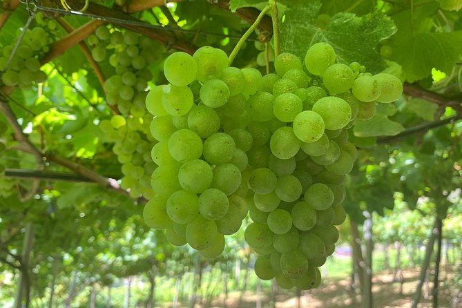 Skywalk & Professional Wine Tasting and Vineyards in 4x4 Tour - Tour Highlights