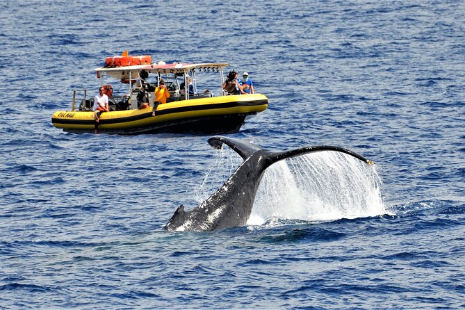 Small Group 2 Hour Whale Watch From Raft (Mala, Lahaina) - Good To Know
