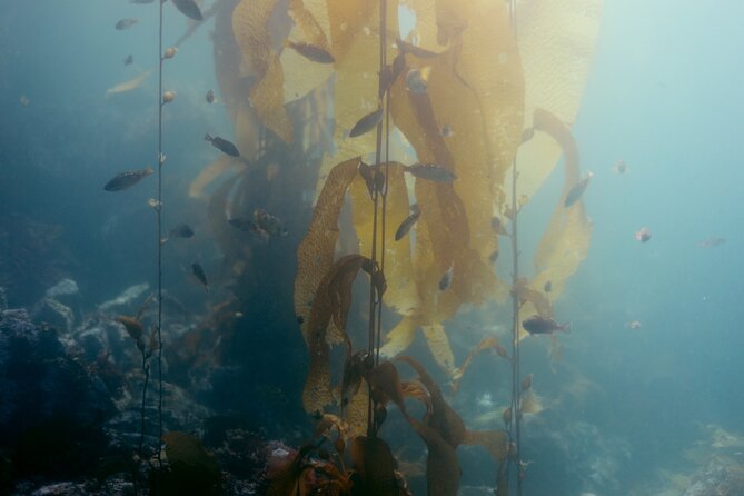 Small-Group 3-Hour Snorkeling Tour of Sitka Sound