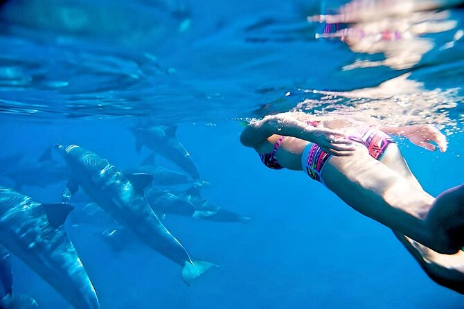 Small Group 4-Hour Observation and Swimming With Wild Dolphin - Good To Know